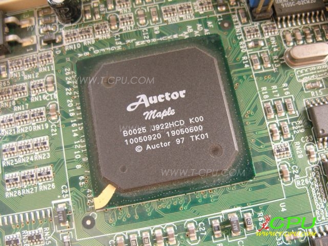 Auctor maple